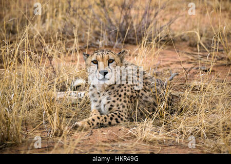 Gepard in Gräsern, Acinonyx jubatus, Okonjima, Namibia, Afrika von Monika Hrdinova/Dembinsky Foto Assoc Stockfoto