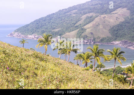 Ilhabela, Brasilien, Palmen auf Mirante da Barra Stockfoto