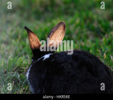 schwarzen Hasenohren im Sonnenlicht zu sitzen, auf dem grünen Rasen Stockfoto