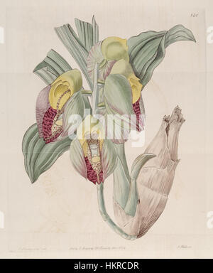 Botanische Illustration von *Catasetum macrocarpum* (früher *C. Claveringii*), die im *Botanical Register* im Jahr 1824 verzeichnet wurde. Diese detaillierte Darstellung hebt die Besonderheiten der Orchidee und ihre Bedeutung in frühen botanischen Studien hervor. Stockfoto