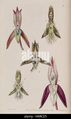 Diese botanische Illustration aus dem „Edwards“ Botanical Register zeigt verschiedene Arten der Gattung Catasetum, einschließlich Catasetum callosum und seiner Sorten. Das Kunstwerk hebt die einzigartigen Eigenschaften dieser Orchideen hervor, wie ihre besondere Form und ihre lebendige Farbe. Stockfoto