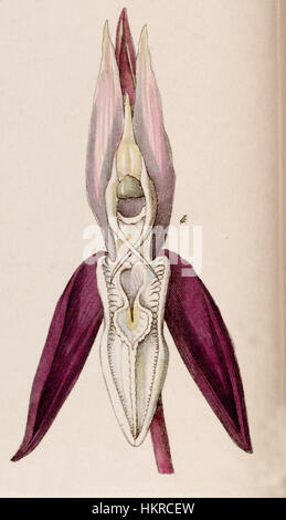 Diese botanische Illustration von *Catasetum laminatum* aus *Edwards's Botanical Register* (1841) hebt die komplizierten Details der Orchidee hervor. Der Druck zeigt die besonderen Merkmale der Art und spiegelt die botanische Kunst und die wissenschaftliche Illustration der Epoche wider. Stockfoto