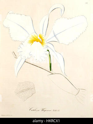 Eine botanische Illustration von Cattleya mossiae aus dem Jahr 1858, ursprünglich bekannt als Cattleya wageneri. Dieses detailreiche Kunstwerk aus der Serie „Xenia“ fängt die Schönheit der Orchideenarten mit feiner botanischer Genauigkeit ein. Stockfoto