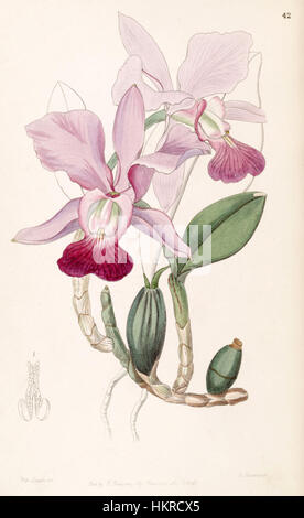 Diese botanische Illustration aus „Edwards's Botanical Register“ (1847) zeigt die Cattleya Walkeriana Orchidee, früher bekannt als Cattleya bulbosa. Die detaillierte Zeichnung zeigt die Besonderheiten dieser tropischen Orchidee. Stockfoto