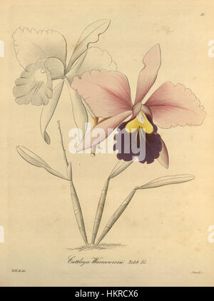 Cattleya Warscewiczii-Xenia 1-31 (1858) Stockfoto