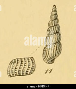 Das Gemälde von *Chemnitzia indistincta*, einer von Sowerby beschriebenen Art von Meeresmuscheln, zeigt die detaillierte Struktur und Textur dieser Kreatur. Dieses Kunstwerk, das wahrscheinlich als Teil einer wissenschaftlichen oder botanischen Studie entstanden ist, bietet einen näheren Blick auf die Merkmale der Art und trägt zum Verständnis der biologischen Vielfalt der Meere im 19. Jahrhundert bei. Stockfoto