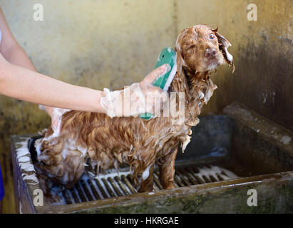 Waschen braune Cocker Spaniel Hund in Bad Stockfoto