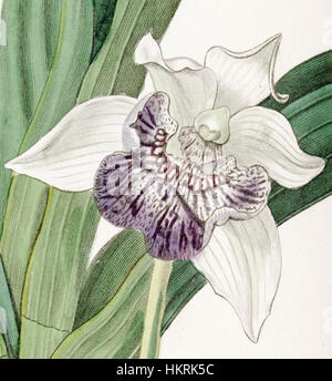 Eine botanische Illustration von Cochleanthes flabelliformis, die 1836 im „Edwards's Botanical Register“ veröffentlicht wurde. Die Illustration zeigt die komplizierten Details der Orchideenart und zeigt ihre einzigartige Struktur und zarte Schönheit. Stockfoto