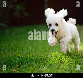 weißer Hund Pudel mit offenem Mund auf Rasen laufen Stockfoto