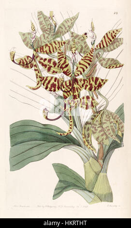 Diese botanische Illustration aus dem Jahr 1843 zeigt die Cycnoches Pentadactylon, eine Orchideenart, die für ihre einzigartige Form und ihre leuchtenden Farben bekannt ist. Die Illustration, die im „Botanical Register“ von Edwards veröffentlicht wurde, erfasst die komplizierten Details der Blume und hebt ihre unverwechselbaren Merkmale und Schönheit hervor. Stockfoto