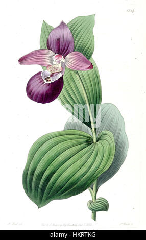*Cypripedium macranthos*, illustriert in *Edwards’ Botanical Register*, Band 18, Platte 1534 (1832), zeigt die Orchidee der Dame, eine einheimische Art gemäßigter Regionen. Die detaillierte botanische Illustration unterstreicht die einzigartige Form und die lebendige Farbe. Stockfoto