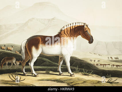 Dieses Kunstwerk von Daniell zeigt den inzwischen ausgestorbenen Quagga, eine Zebrasubart im südlichen Afrika. Das Gemälde fängt das unverwechselbare Erscheinungsbild des Quagga ein, mit einer Mischung aus Streifen und einem hellen Körper, die die Einzigartigkeit dieses ausgestorbenen Tieres unterstreichen. Stockfoto