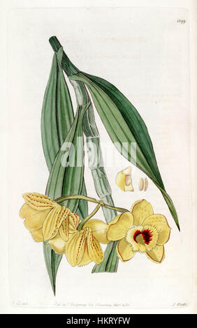 Diese botanische Illustration aus Edwards Botanical Register, 1829, zeigt die Dendrobium chrysanthum Orchidee. Das detaillierte Bild zeigt die lebendige Blume, die typisch für Pflanzenstudien des frühen 19. Jahrhunderts ist. Stockfoto