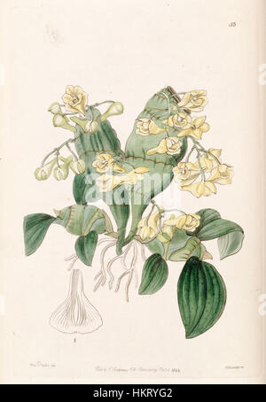 Die botanische Illustration „Dendrobium compressum“ aus Edwards's Botanical Register, Band 30, zeigt die Orchideenart Dendrobium compressum. Dieses 1844 veröffentlichte Gemälde zeigt die zarten Details und die natürliche Schönheit der Blume. Stockfoto