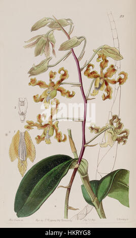 Diese botanische Illustration aus dem Jahr 1841 zeigt die *Dendrobium discolor*, eine Orchideenart, wie sie in *Edwards's Botanical Register* Band 27 veröffentlicht wurde. Stockfoto