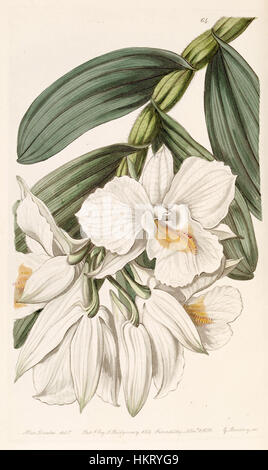 Eine Illustration von *Dendrobium formosum*, einer Orchideenart, aus Edwards' Botanical Register, Band 25, veröffentlicht 1839. Die detailreiche Gravur fängt die zarten Blüten der Pflanze ein. Stockfoto