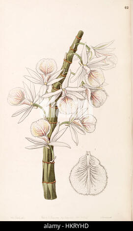 Diese botanische Illustration aus Edwards Botanical Register zeigt *Dendrobium polyanthum*, auch bekannt als *Dendrobium cretaceum*. Die detailreiche Gravur fängt die zarte Schönheit dieser tropischen Orchidee ein, die erstmals im 19. Jahrhundert beschrieben wurde. Stockfoto