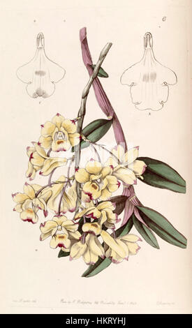 Diese botanische Illustration von Dendrobium sanguinolentum aus der Ausgabe 1843 von Edwards's Botanical Register zeigt zarte Details der Orchideenarten, die ihre lebendigen Farben und ihr kompliziertes Design widerspiegeln. Stockfoto