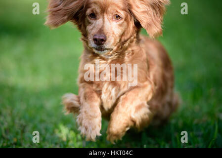 Nahaufnahme von braune Cocker Spaniel im Park laufen Stockfoto