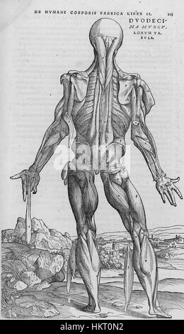 Diese Illustration aus Andreas Vesalius' 'de humani corporis fabrica' zeigt die komplizierten Details der menschlichen Anatomie, ein bahnbrechendes Werk in der Geschichte der medizinischen Wissenschaft und Anatomie. Stockfoto