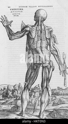 Das Werk „de humani corporis fabrica“ aus dem 16. Jahrhundert ist ein berühmtes anatomisches Buch, das von Andreas Vesalius illustriert wurde. Diese Darstellung ist Teil der bahnbrechenden Studie der menschlichen Anatomie und stellt die frühe Entwicklung der medizinischen Illustration dar. Stockfoto