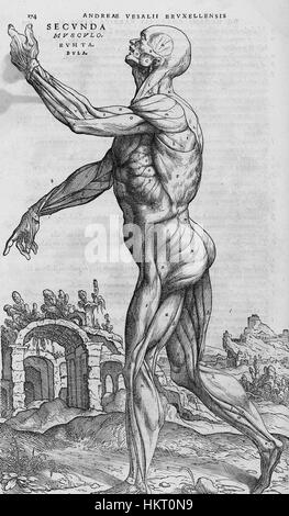 Ein Kupferstich aus der *de humani corporis fabrica*, einem bahnbrechenden anatomischen Werk von Andreas Vesalius. Diese detaillierte Abbildung zeigt die menschliche Anatomie und trug zum Verständnis des menschlichen Körpers während der Renaissance bei. Stockfoto