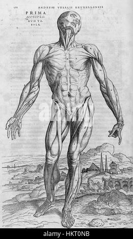 Die „de humani corporis fabrica“ ist ein bedeutender medizinischer Text aus dem 16. Jahrhundert von Andreas Vesalius. Diese Seite aus der Arbeit zeigt detaillierte anatomische Zeichnungen, die für die Entwicklung der modernen Medizin von entscheidender Bedeutung sind. Stockfoto