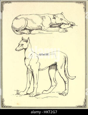 Diese 1863 entstandene Illustration aus dem British Museum von Philibert Charles Berjeau zeigt verschiedene Hunderassen. Die Arbeit zeigt Berjeaus Können in detaillierten und genauen Darstellungen von Tieren, wobei ihr Schwerpunkt auf deren Eigenschaften und Verhaltensweisen liegt. Stockfoto