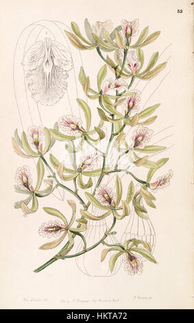 Ein botanischer Druck von *Encyclia ambigua* aus dem Jahr 1847, früher bekannt als *Epidendrum alatum*. Diese detaillierte Abbildung aus *Edwards's Botanical Register* hebt die einzigartigen Merkmale dieser Orchideenart hervor. Stockfoto