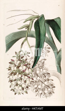 Diese botanische Illustration aus Edwards Botanical Register zeigt *Epidendrum dipus*, eine Orchideenart. Die detaillierte Gravur unterstreicht die zarte Struktur und die einzigartigen Merkmale dieser tropischen Blume, die 1845 veröffentlicht wurde. Stockfoto