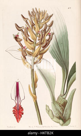 Diese botanische Illustration aus Edwards' Botanical Register, veröffentlicht 1841, zeigt die Orchideenart Eria ornata (früher Eria armeniaca). Das Kunstwerk hebt die komplizierten Details hervor, die typisch für botanische Illustrationen aus dem 19. Jahrhundert sind. Stockfoto