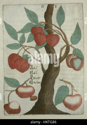„Flora Sinensis - Lychee“ ist ein botanisches Kunstwerk, das die Lychee-Frucht zeigt und die detaillierte natürliche Form der Pflanze betont. Das Gemälde fängt die Schönheit der Frucht und ihre lebendigen Farben ein, eine Darstellung der exotischen Flora Chinas. Stockfoto