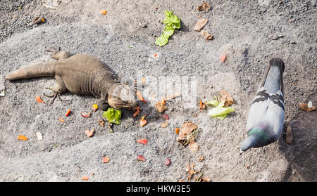 Las Palmas, Gran Canaria, Kanarische Inseln, Spanien. 30. Januar 2017. Der riesige Eidechse von Gran Canaria (Gallotia Stehlini), endemisch auf der Insel, ernähren sich von Obst und Gemüse von einheimischen geworfen. Die größte der Gruppe (gesehen hier) wurde "Pancho" von den Einheimischen benannt. Ein Abschnitt seines Schwanzes fehlt. Sie leben in den Ritzen der Ufermauer oberhalb der Stadtstrand und fast einem Meter in der Länge wachsen können. Bild: Eidechse seine Nahrung vor Tauben zu schützen. Bildnachweis: ALAN DAWSON/Alamy Live-Nachrichten Stockfoto
