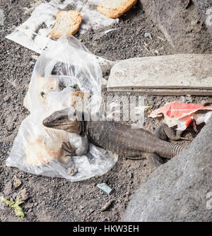 Las Palmas, Gran Canaria, Kanarische Inseln, Spanien. 30 Jan, 2017. Die riesige Echse von Gran Canaria (Gallotia stehlini), endemisch auf der Insel, auf der Suche nach Essen unter Plastik und Müll. Eine von einer Gruppe, die in den Ritzen eines Meeres Wand über den Strand der Stadt leben. Sie können bis zu fast einem Meter in Länge wachsen. Credit: ALAN DAWSON/Alamy leben Nachrichten Stockfoto