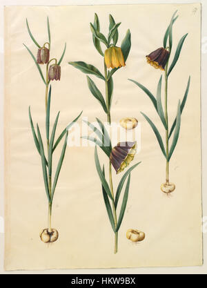 Eine künstlerische Darstellung verschiedener Arten von Fritillaria-Blumen, einschließlich Fritillaria meleagris, Fritillaria lutea und Fritillaria pyrenaica, die ihre einzigartigen botanischen Merkmale zeigt. Diese zarten Blumen werden in einem traditionellen künstlerischen Stil präsentiert, der oft wegen ihrer komplizierten Muster und Schönheit bewundert wird. Stockfoto