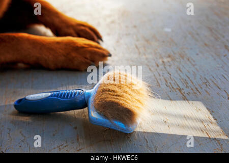 Hundepflege der Bürste mit vielen Hundefellen drin. Stockfoto