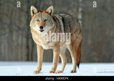 Schöne Coyote stehend in einem schneebedeckten Feld Stockfoto