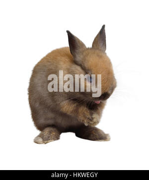 Kleiner Hase stehend seine Zunge zu zeigen und sich die Hände auf weißem Hintergrund. Stockfoto