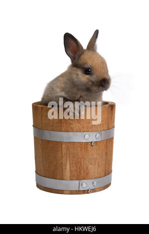 Kleiner Hase stehend im Holzeimer auf weißem Hintergrund. Stockfoto