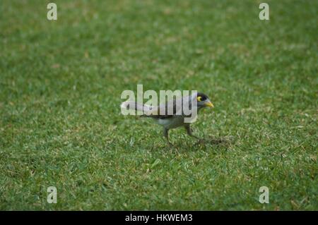 Gemeinsame Myna Vogel die gemeinsame Myna, buchstabiert manchmal Mynah, manchmal auch als "Indische Myna" bekannt. Wikipedia. Stockfoto