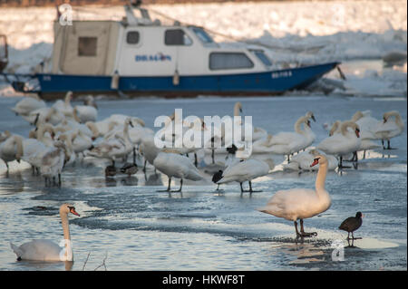 Belgrad, Serbien, Schwäne Januar 2017 auf zugefrorenen Donau in Belgrad Stockfoto