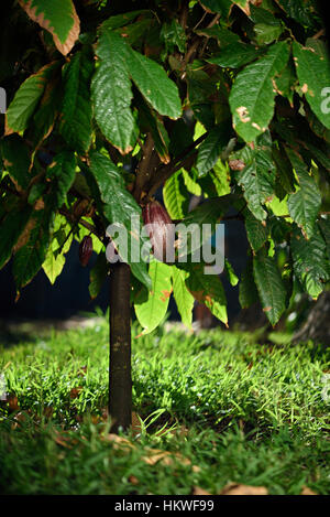 rote Kakaoschoten auf grünen Baum im Hof Stockfoto