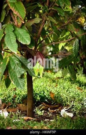 roten Kakao Pod Farm grüner Baum Stockfoto