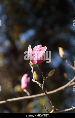 Rosa Magnolie Blume auf einem Magnolia × Soulangeana, auch genannt die Untertasse Magnolie ist ein Hybrid-Baum in die Gattung Magnolia. Stockfoto