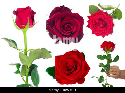 Bouquet von blühenden dunkel rote Rosen in vase Stockfoto