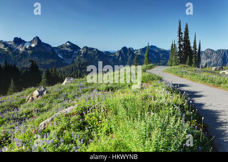 Tatoosh Berge und Trail durch subalpinen Wildblumenwiese, Paradise, Mount Rainier Nationalpark, Washington Stockfoto