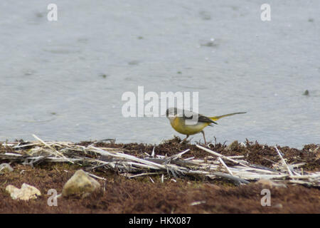 Graue Bachstelze (Motacilla Cinerea) auf Nahrungssuche vom Ufer des Sees Stockfoto