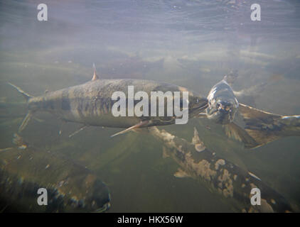 Herbst Lauf von Chum Salmon, sie laichen und dann sterben sie, Qualicum Vancouver Island, BC. Kanada Stockfoto