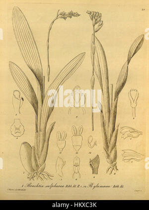 Diese botanische Illustration aus „Xenia“ (1858) zeigt Brachtia sulfonurea und Brachtia glumacea, zwei Orchideenarten. Die Arbeit zeigt eine detaillierte, wissenschaftliche Genauigkeit bei der Darstellung der Besonderheiten der Pflanzen. Stockfoto