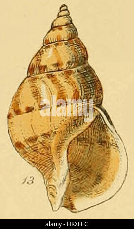 Dieses detailreiche Gemälde zeigt Buccinum Humphreysianum, eine Art von Meeresschnecke. Das Werk zeigt die Aufmerksamkeit des Künstlers auf die Meereslebewesen und die Feinheiten der Muscheldesigns und fängt das Wesen der Meeresbiologie in der Kunst ein. Stockfoto
